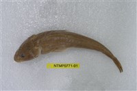 藏品(印度牛尾魚)的圖片